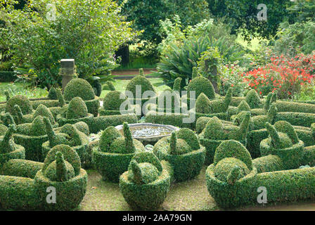 Buchsbaum (Buxus sempervirens var. arborescens) Stock Photo