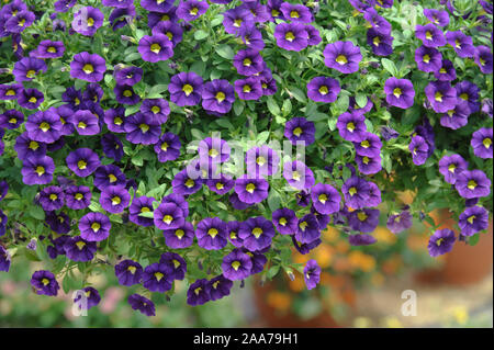 Zaubergloeckchen (Calibrachoa CELEBRATION 'Velvet Blue') Stock Photo