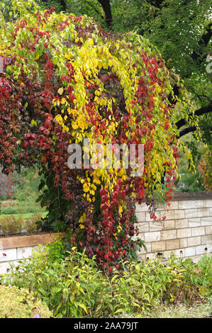 Baumwuerger (Celastrus orbiculatus), Wilder Wein (Parthenocissus quinquefolia var. engelmannii)