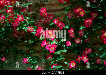 Rosa 'Dortmund'- single red with white eye climbing rose Stock Photo