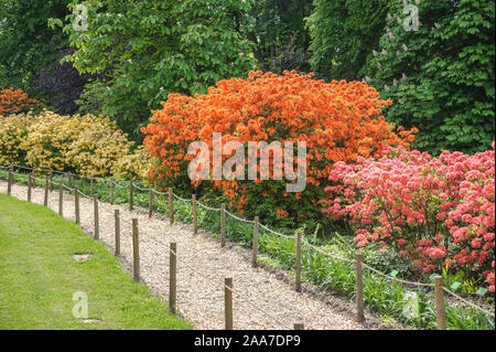 Knaphill-Azalee (Rhododendron 'Golden Eagle'), Knaphill-Azalee (Rhododendron 'Homebush'), Genter Azalee (Rhododendron 'Narcissiflora') Stock Photo