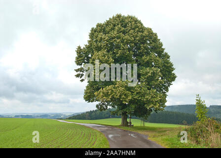 Marter-Linde, Winter-Linde  (Tilia cordata) Stock Photo