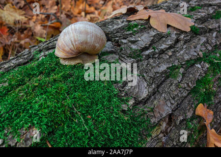 Snail on a tree trunk or log covered by green moss. Closeup view of small land gastropod mollusk in autumn forest. Concept of calmness or slow lifesty Stock Photo