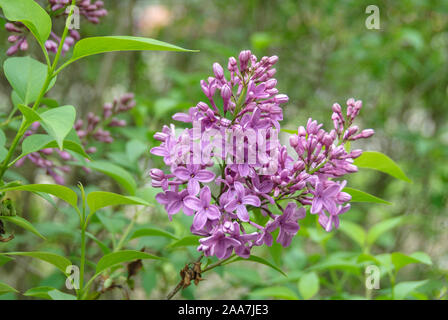 Koenigsflieder Stock Photo