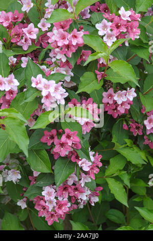 Weigelie, Weigela CARNAVAL , Weigelie (Weigela CARNAVAL Stock Photo Alamy
