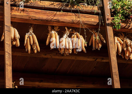 Group of corn cobs hanging from the roof to dry in the sunlight. Medieval village of Canale di Tenno or Villa Canale in Italian Alps, Trento, Italy Stock Photo