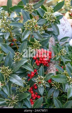 Skimmie (Skimmia japonica 'Red Diamond') Stock Photo