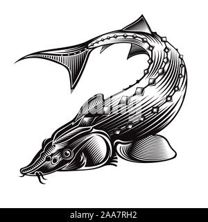 Sturgeon fish bend silhouette in engrving style. Label for fishing, caviar label; menu and other business Stock Vector