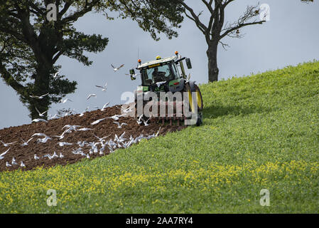 Ploughing a field classed as a EFA catch crop (Greening)  with black oats & phacelia direct drilled after whole cropped winter wheat(July)  Then after Stock Photo