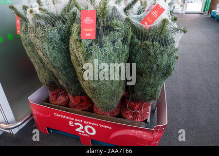Live Pot Grown Christmas Trees, England, UK. Stock Photo