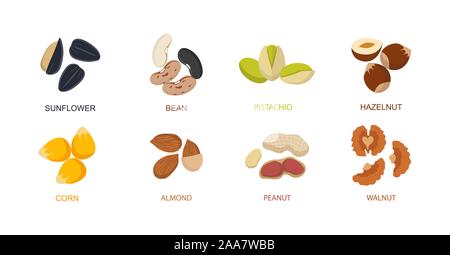 Nut seed. Nuts set in flat design. Set of different cartoon nuts. Vector Stock Vector