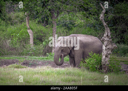 lonely elephant in Indian open forest Stock Photo