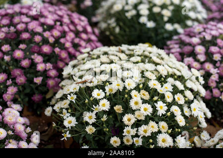 Seville, Spain. Paris Daisy, Marguerite Daisy, or simply Marguerite (Argyranthemum Frutescens). White, pink and purple Daisy bushes. Stock Photo