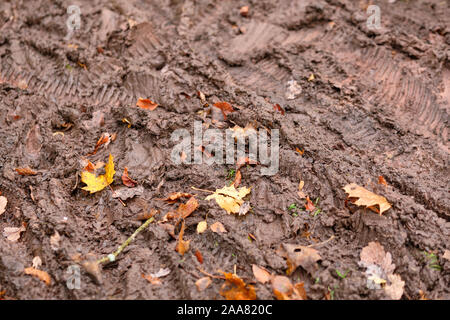 Wheel tracks of mountain bikes in the mud with autumn leaves. Seen in the forest in Bavaria / Germany near Nuremberg at the Schmausenbuck in November. Stock Photo