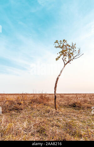 Lonely curved slim tree in plain landscape, autumn scenery Stock Photo