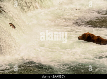 Bear watching a fish, brooks falls, Katmai, Alaska Stock Photo