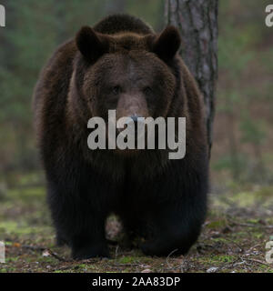Brown Bear / Braunbaer ( Ursus arctos ) walking through a forest, impressive encounter, close, frontal shot, Europe. Stock Photo