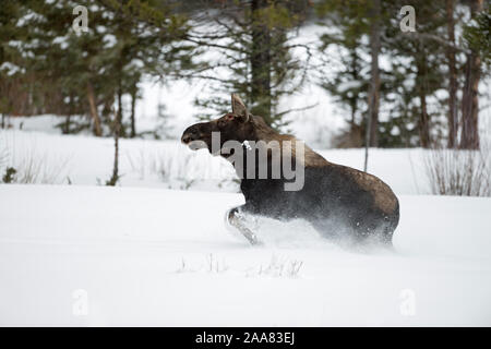 Moose / Elch ( Alces alces ) in winter, young bull, shed antlers, running, fleeing through deep snow, Yellowstone National Park, Wyoming, USA. Stock Photo