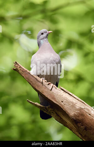Stock Dove ( Columba oenas ) perched in a tree in the woods under foliage of old beeches, wildlife, Europe. Stock Photo