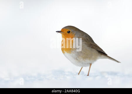 Beautiful Robin Redbreast / Rotkehlchen ( Erithacus rubecula ) sitting in snow on the ground, fluffy plumage, cold winter, wildlife, Europe.