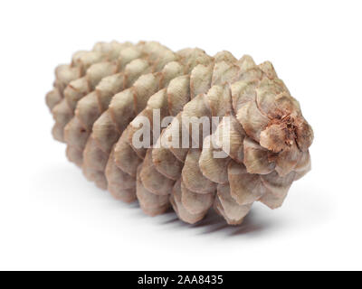 Open fir cone isolated on white background Stock Photo