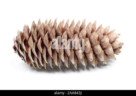 Open fir cone isolated on white background Stock Photo