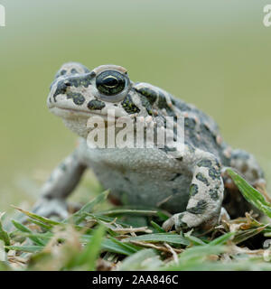 Green Toad / Wechselkroete ( Bufotes viridis ), female, sitting, couching in grass on the ground, typical pose, detailed frontal side view, wildlife, Stock Photo