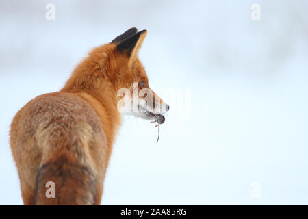Red fox (Vulpes vulpes) with prey (vole) in winter, Europe, Estonia. Stock Photo
