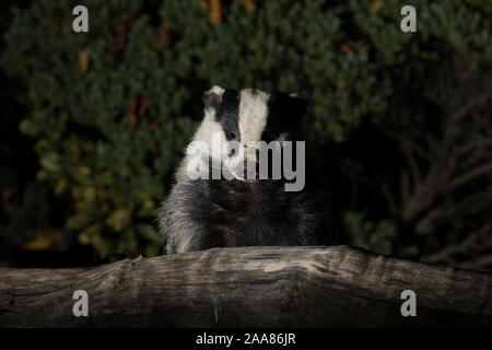 Close up of urban UK badger (Meles meles) isolated in the dark, nose dirty from food foraging in UK garden at night. Urban wildlife visitor. Stock Photo