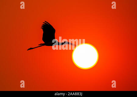 Yellow-billed Stork (Mycteria ibis) at sunrise silhouette,  Chobe National Park, Botswana. Stock Photo