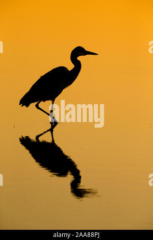 Grey Heron (Ardea cinerea) silhouette, Mashatu Game Reserve, Botswana Stock Photo