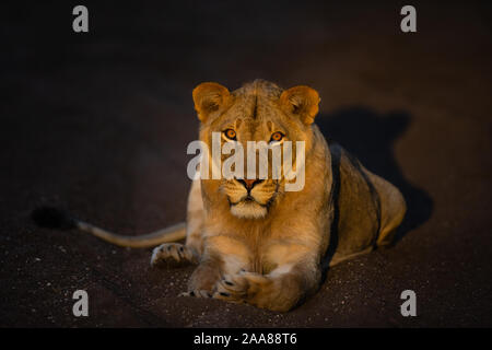 Juvenile Male Lion at dusk (Panthera leo), Mashatu Game Reserve, Botswana Stock Photo