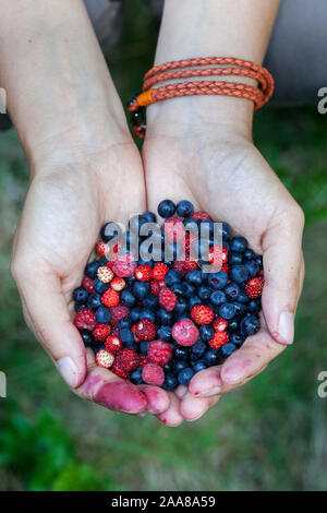 Freshly collected blueberry and the raspberry fruit Stock Photo