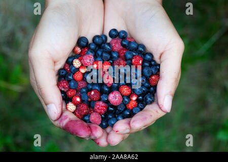 Freshly collected blueberry and the raspberry fruit Stock Photo