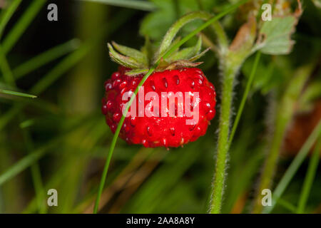 The fruit of Fragaria vesca, commonly called wild strawberry or woodl Stock Photo