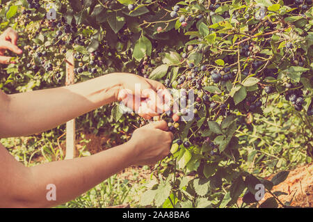 Women hands picking blueberries from big bushes of american blueberry Stock Photo