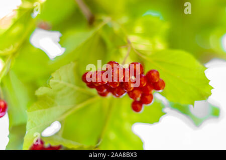 Viburnum red berries in the garden. Autumn fruits on green branch. Stock Photo