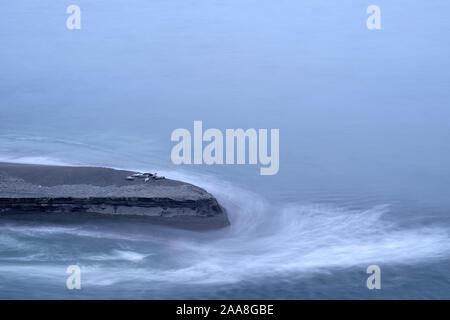 Seals on a sand-bar at the Russian River, California, USA Stock Photo