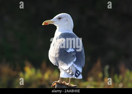 Juvenile lesser black backed gull Stock Photo