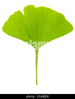 Single fresh spring green leaf of gingko (Ginkgo biloba) isolated on white background Stock Photo