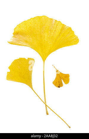 3 different yellow autum leaves of gingko (Ginkgo biloba) isolated on white background Stock Photo