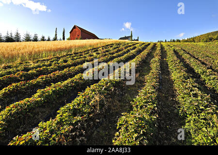 Starwberry rows alongside field of oats with farm buildings on a farm near Mo i Rana, Norway. Stock Photo