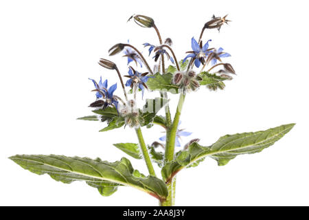 medicinal plant isolated on white background: Borage or Starflower (Borago officinalis) with blossoms, stem and leaves where the underside of leaf is Stock Photo