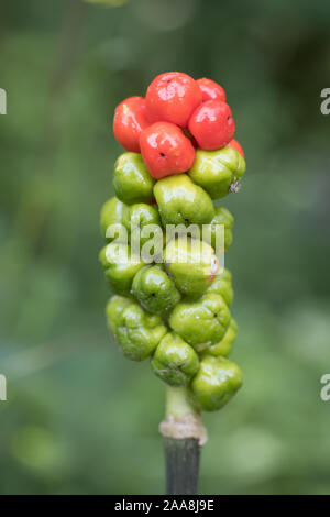 details red and green berries on the stem of the snakehead arum (Arum maculatum) outdoors Stock Photo