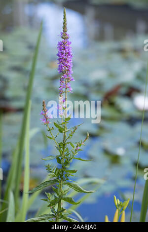 purple blooming spiked loosestrife (Lythrum salicaria) and a pond filled with water lily (Nymphaea) in a pond / lake in the background Stock Photo