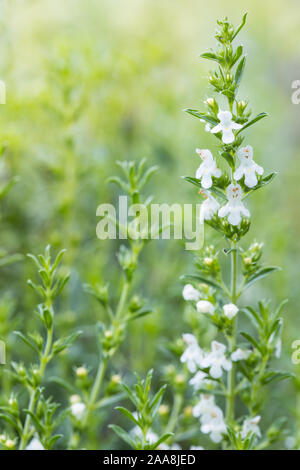 details of winter savory (Satureja Montana Winter-Bohnenkraut) white flowering herb outside in the garden with a natural yellow green unsharp backgrou Stock Photo