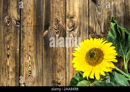 Sunflower on wooden background, autumn flower Stock Photo