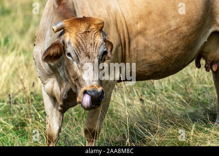 One brown dairy cow is licking its nose on a mountain pasture, Italian Alps, Europe Stock Photo