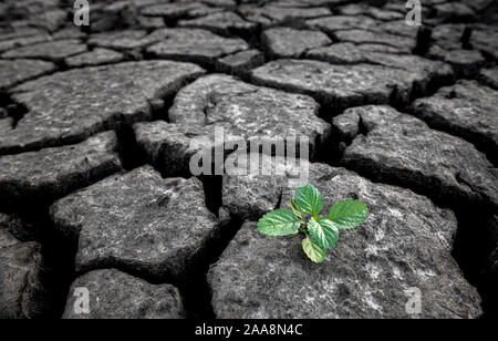 Small plant growing from cracked and dry mud in arid environment land in hope concept with outdoor lighting. Stock Photo