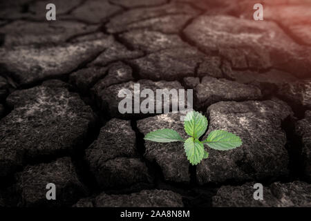 Small plant growing from cracked and dry mud in arid environment land in hope concept with outdoor lighting. Stock Photo